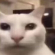 喵喵喵准你的头