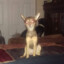 Sookie