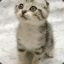Pretty Kitty