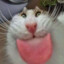 大猫头