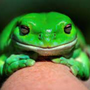 AtomicFrog