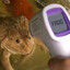 Self Diagnosed Frog