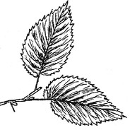 Túrin