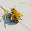 пчела и пчеловод