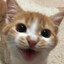 HappyFuckingCat