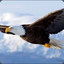 Soarin Eagle