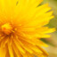 Dandelion3309