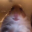 𝐇𝐮𝐧𝐠𝐫𝐢𝐠𝐞r Hamster