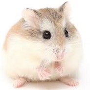 Silverkatten