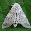 strange-moth