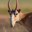 saiga