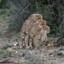 gay cheetah porn