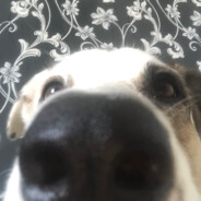 BUBU avatar