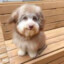 TinyTheCreator
