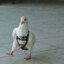 Pigeon Milker