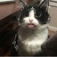 Dark_Paw