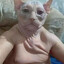 гладкий криминал