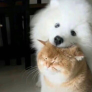 五香麻辣大鼻嘎