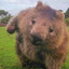 The Might of wombat