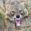 Jackal
