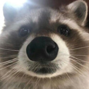 raccoon1