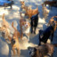 Animais Agueda A4