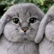 влад урбан 67