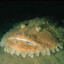 Lophius Budegassa