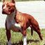 PITBUL