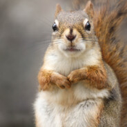 HipSquirrel19