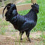 Black Cock