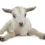 lilgoat