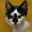 catscorp