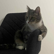 cats - steam id 76561198822296955