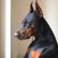 DOBERMAN