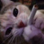 Cigarcatteツ