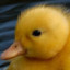 LittleDuck