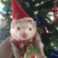 festivized rat