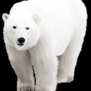 Eisbaer