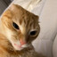 Gato Guapo