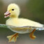 DUCK!