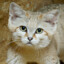 Sand Cat