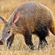 The Antisocial Aardvark