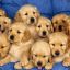 a bunch of cute puppies