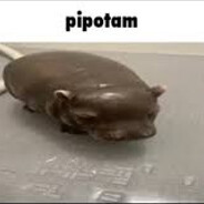 Pipotam :)