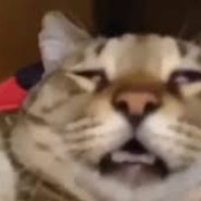 Вкинулся и Откину