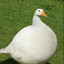 Bobson Dugnutt