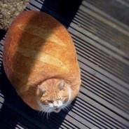 BreadCat