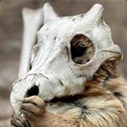 Jedi Joshu - steam id 76561197964433810