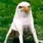 الهصلاص